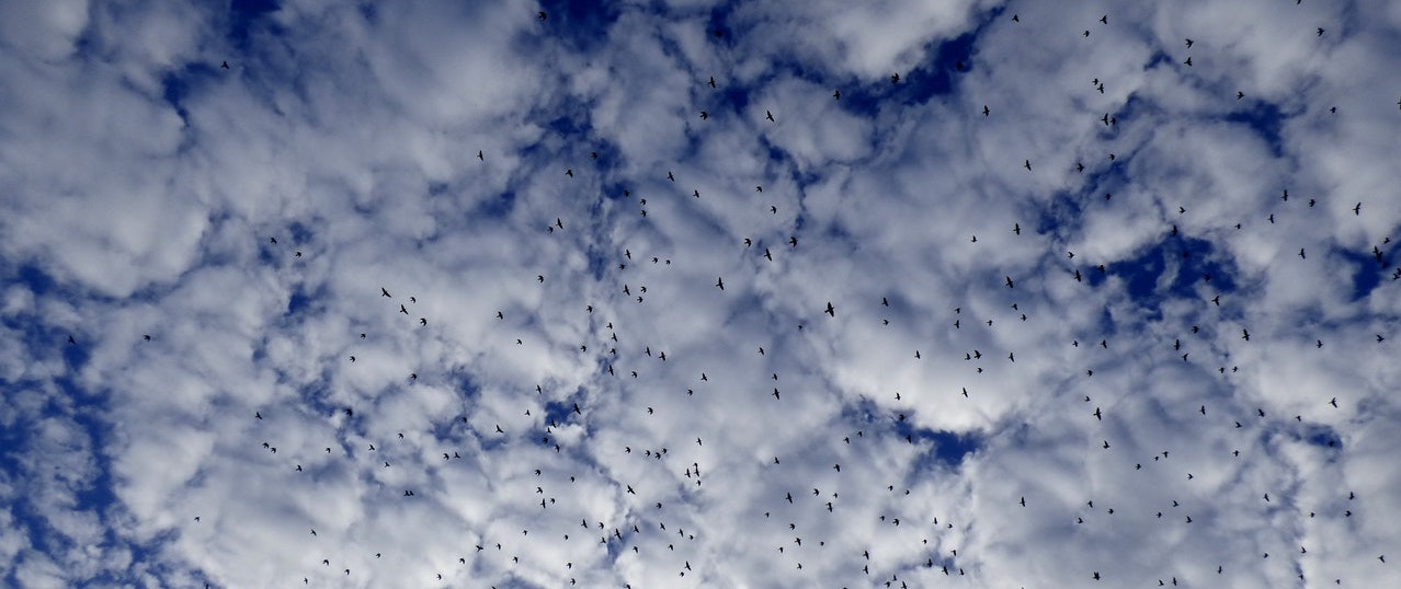 Flock of birds flying.