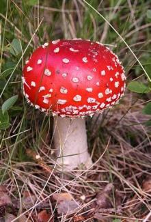 A round red capped mushroom with white spots.